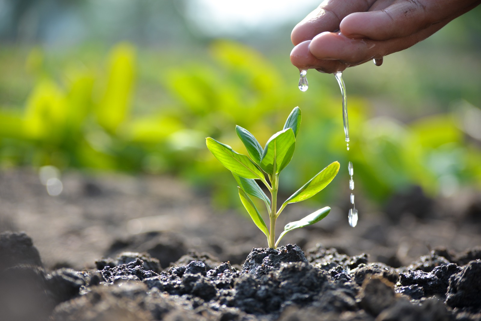 Sustainability